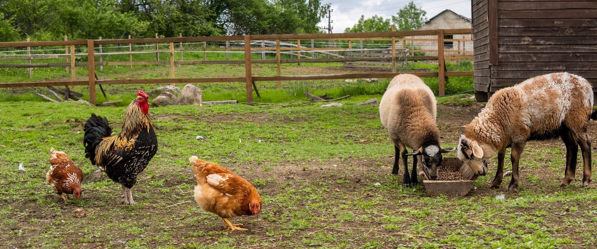 kippen schapen
