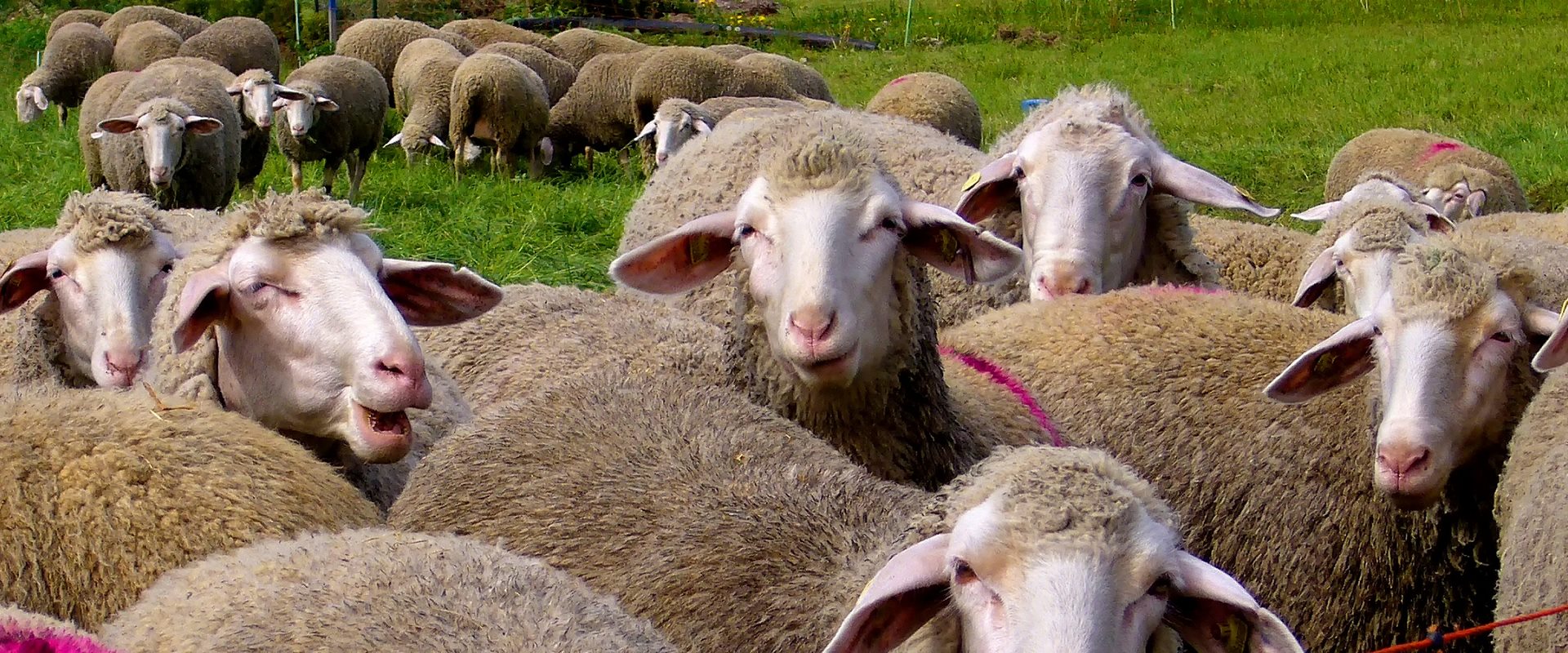 schapen