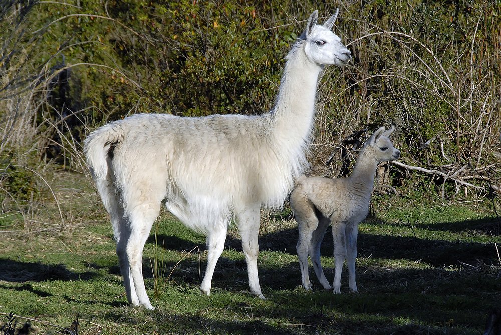lama lama
