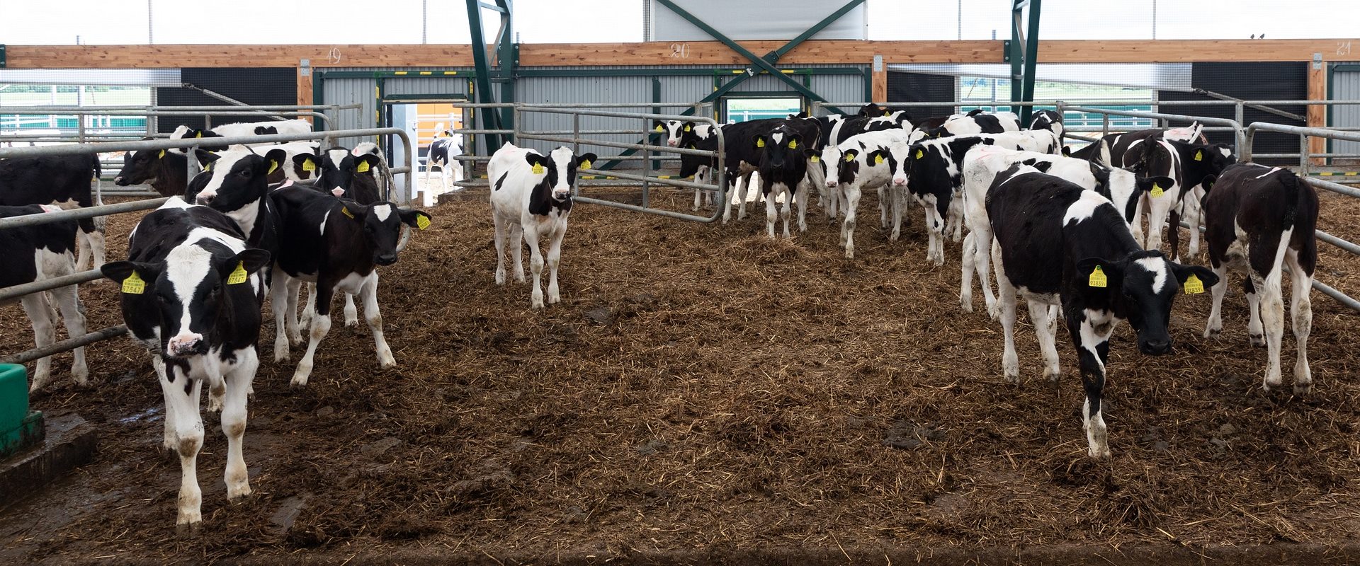 zwartbonte melkkoeien