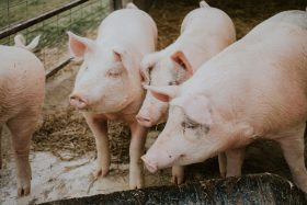 Deens Landras varkens