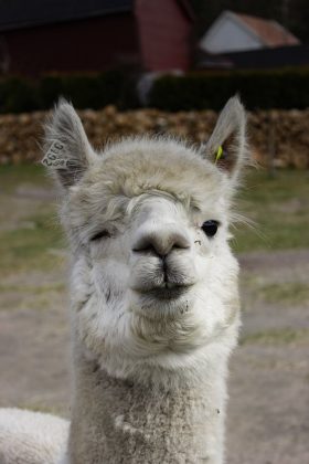 alpaca huacaya