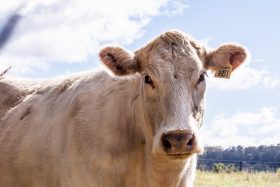 charolais runderras