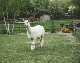huacaya alpacaras