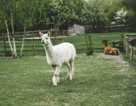 huacaya alpacaras
