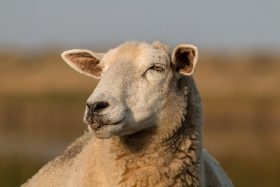 romney schaap