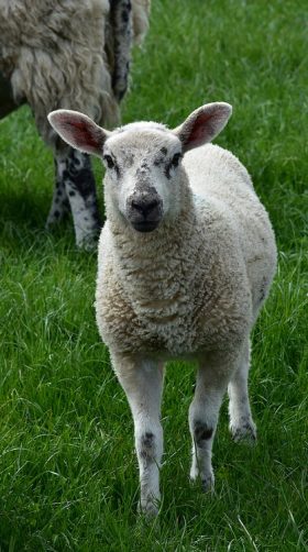 schaap lammetje