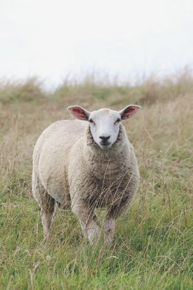 schaap texelaar
