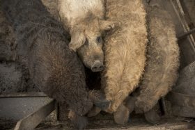 varkens