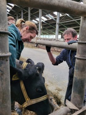 veeartsen in de praktijk